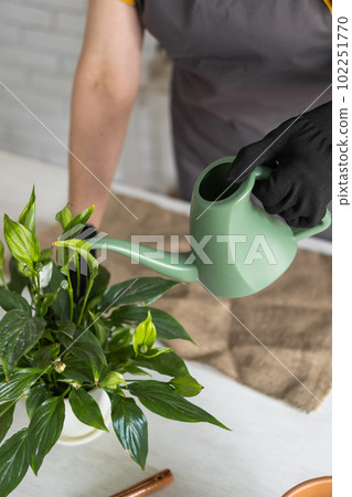 Gardening home. Close-up female replanting and watering green plant from watering can in home. Potted green plants at home, home jungle, floral decor. Florist shop concept 102251770