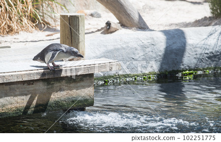 The Fairy penguin (or Blue penguin) preparing to jump to the water pool in National aquarium of New Zealand. This species is the smallest penguin in the world. 102251775
