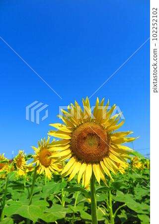 向日葵向著明亮的藍天和太陽綻放的風景 5 102252102