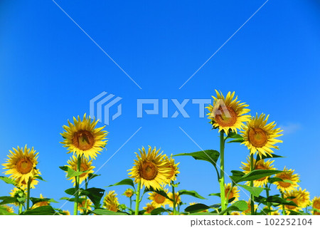 Scenery of sunflowers blooming towards the bright blue sky and the sun 7 102252104