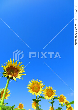 Scenery of sunflowers blooming towards the bright blue sky and the sun 9 102252119