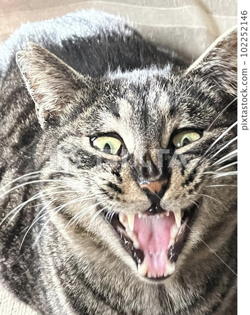 Yawning cat Yawning cat 102252146