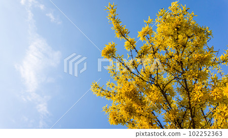 Forsythia Yellow Flowers Blooming against the Blue Sky Background. Golden Bell, Border Forsythia, Forsythia x Intermedia, Europaea bush in Spring Garden, Copy Space Banner. 102252363