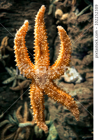 Starfish in ocean Starfish in ocean 102252389