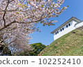 櫻花盛開的富岡城跡-1 102252410