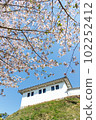 櫻花盛開的富岡城跡-2 102252412