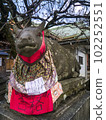 Kyoto Rakuchu: Kitano Tenmangu Shrine 102252551