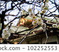 Kyoto Rakuchu: Kitano Tenmangu Shrine 102252553