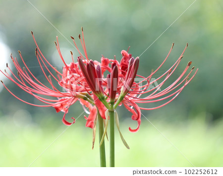 站立的紅蜘蛛百合 站立的紅蜘蛛百合 102252612