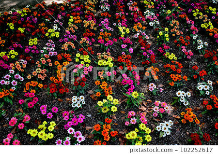 有五顏六色的花的花壇 有五顏六色的花的花壇 102252617