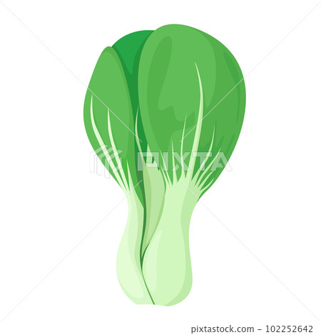矢量圖的白菜。 矢量圖的白菜。 102252642