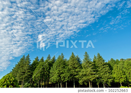 秋天的天空圖像 [規模雲和綠色] 102252663