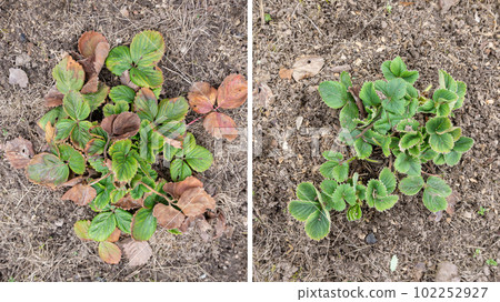 Strawberry bed clean up in Spring, collage. Old dry brown leaves with spots before removal. Green young Strawberry bush after dead leaves cut out, old foliage prune. 102252927