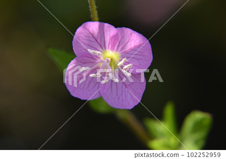 Yuge shaw flower Yuge shaw flower 102252959
