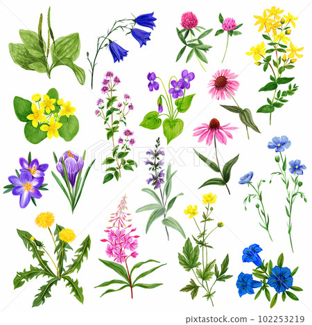 Watercolor field flowers set, wild herbs and plants Watercolor field flowers set, wild herbs and plants 102253219