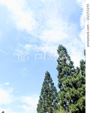Blue sky and fresh green cedar trees on a sunny day 102253245