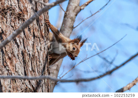 Ezo squirrel climbing a tree while adding rice in Date City, Hokkaido [April] 102253259