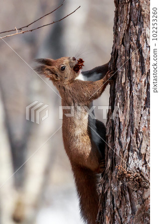 Ezo squirrel climbing a tree while adding rice in Date City, Hokkaido [April] 102253260