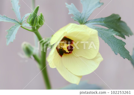 Close up of okra flower and immature fruit Close up of okra flower and immature fruit 102253261