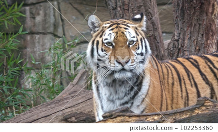 Siberian tiger, Panthera tigris altaica 102253360