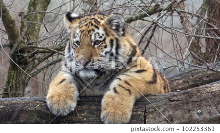Siberian tiger, Panthera tigris altaica 102253361