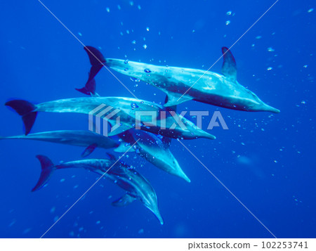 Dolphin 102253741