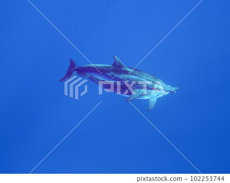 Dolphin 102253744