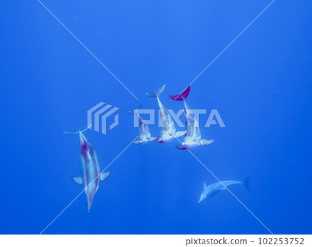 Dolphin Dolphin 102253752