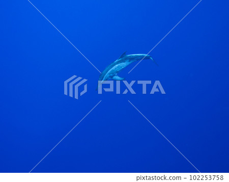 微調海豚 微調海豚 102253758