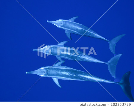 微調海豚 微調海豚 102253759