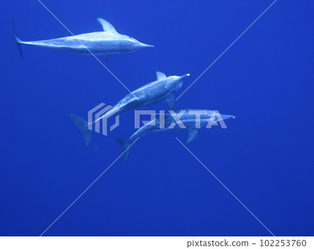 Dolphin Dolphin 102253760