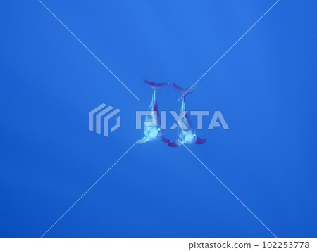 微調海豚 102253778