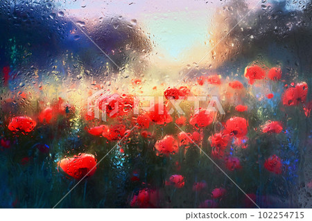 Red Poppy Fiield Behind Glass Window With Rain Drops 102254715