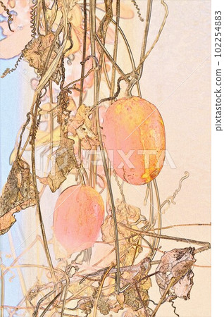 Tamazusa 烏鴉葫蘆 iCG 圖像插圖 1，將藤蔓纏繞在樹上並在秋天變成鮮紅色 102254883