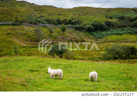 Ireland landscape. Magical Irish hills. Green island with sheep and cows on cloudy foggy day. Connemara national park in Ireland. Ireland landscape. Magical Irish hills. Green island with sheep and cows on cloudy foggy day. Connemara national park in Ireland. 102255127