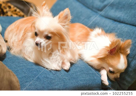 Chihuahua  102255255