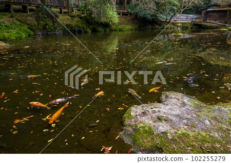 Fallen Autumn Leaves/Dead Leaves and Carp in the Pond (Takachiho Gorge) Takachiho Town, Miyazaki Prefecture Fallen Autumn Leaves/Dead Leaves and Carp in the Pond (Takachiho Gorge) Takachiho Town, Miyazaki Prefecture 102255279