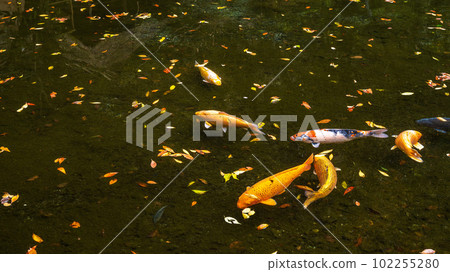 落葉/枯葉和池塘里的鯉魚（高千穂峽）宮崎縣高千穂町 102255280