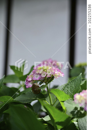 Ongakuji寺的繡球花 Ongakuji寺的繡球花 102255286