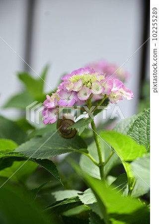 Hydrangea at Ongakuji Temple 102255289