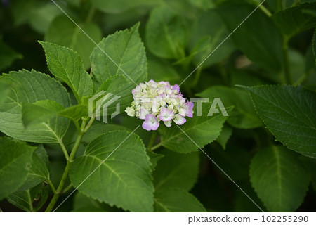 Ongakuji寺的繡球花 102255290