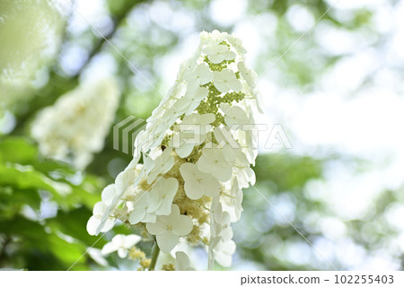 Ongakuji寺的繡球花 Ongakuji寺的繡球花 102255403