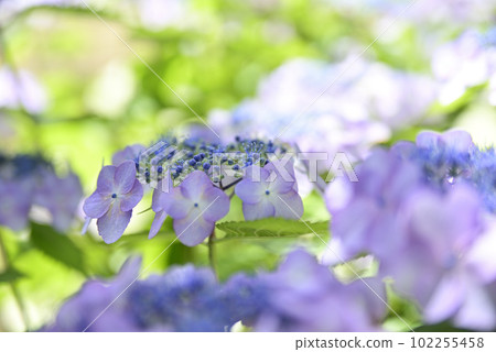 Ongakuji寺的繡球花 102255458