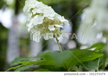 Ongakuji寺的繡球花 Ongakuji寺的繡球花 102255474
