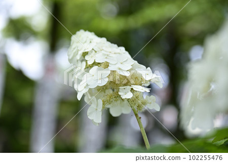 Ongakuji寺的繡球花 Ongakuji寺的繡球花 102255476