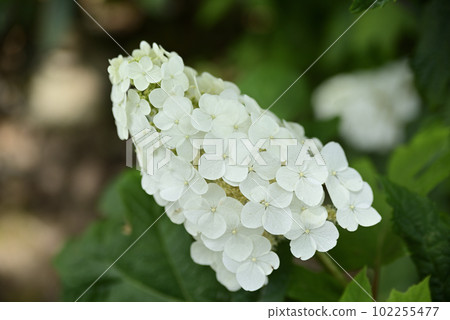 Ongakuji寺的繡球花 Ongakuji寺的繡球花 102255477