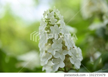 Ongakuji寺的繡球花 Ongakuji寺的繡球花 102255479