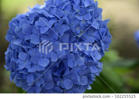 Ongakuji寺的繡球花 Ongakuji寺的繡球花 102255525