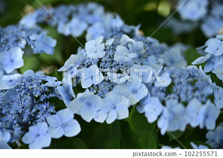 Ongakuji寺的繡球花 102255571