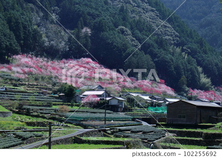Kuki in Niyodogawa Town, Hanamomo blooming in a mountain village (Kochi Prefecture) 102255692